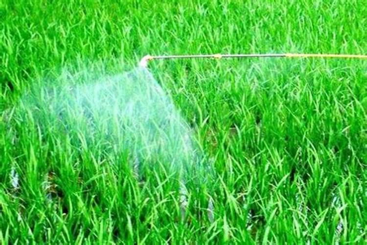 种植油菜为什么要施硼肥油菜啥时候施硼肥好