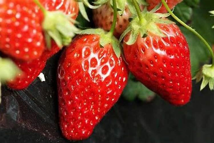 草莓追肥用什么肥料最好