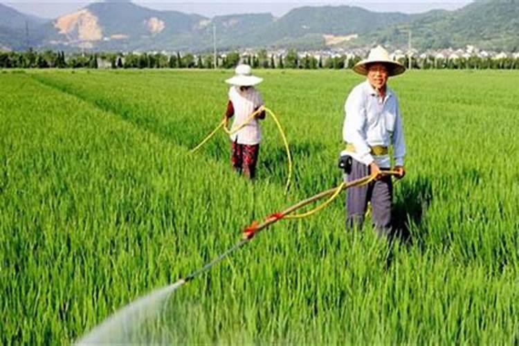 请问老师西瓜在什么时候追肥最好？施什么肥料？