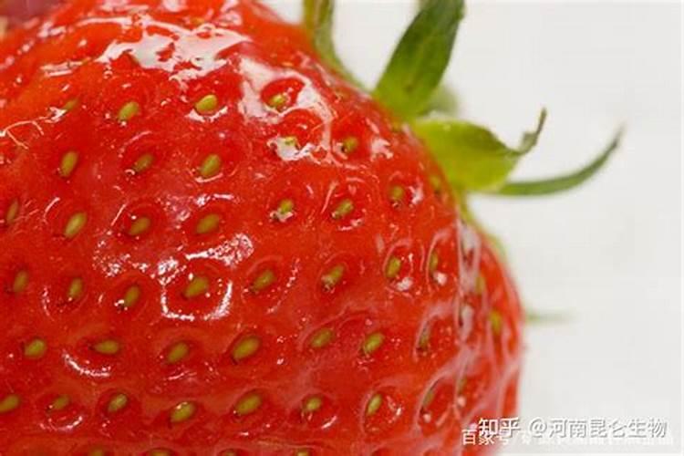 草莓磷肥过量是什么症状