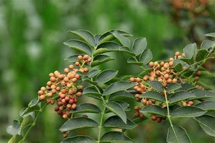 花椒在四月份的肥料用尿素钙镁磷肥氯化钾混合比例应该是怎么样百度...