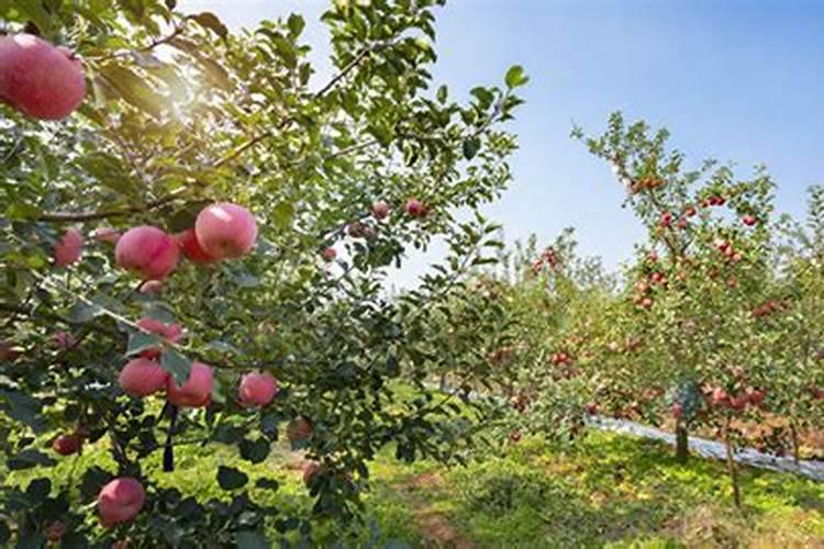 苹果树上什么肥料好 苹果树上哪些肥料好