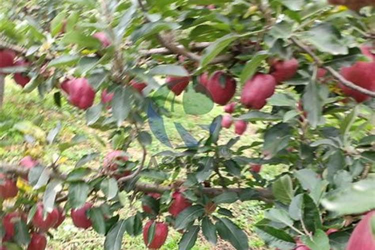 苹果树上什么肥料好 苹果树上哪些肥料好