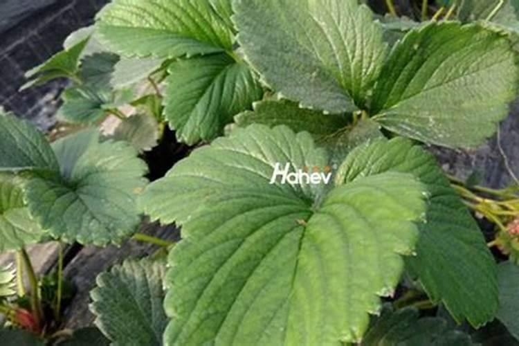 草莓用啥肥能够提高产量和口感？