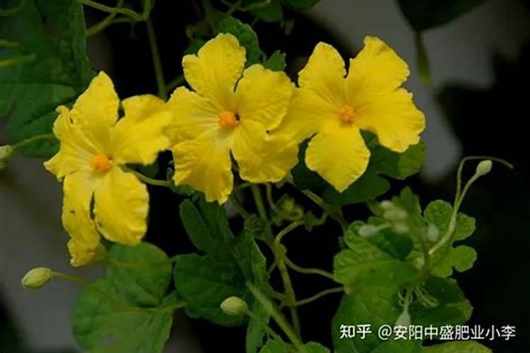 苦瓜施什么肥才挂果多 可以使用氮肥吗
