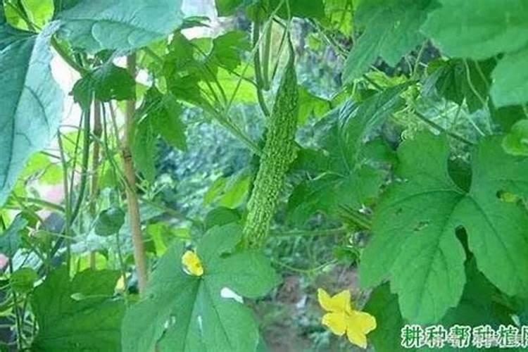 苦瓜禁用什么肥料