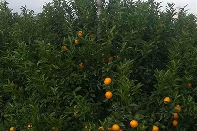 柑橘的施肥方法是什么？