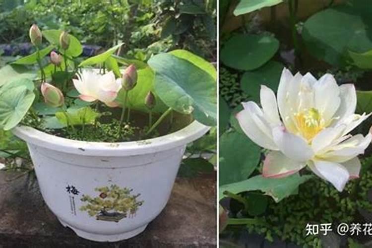 碗莲水溶肥的使用方法