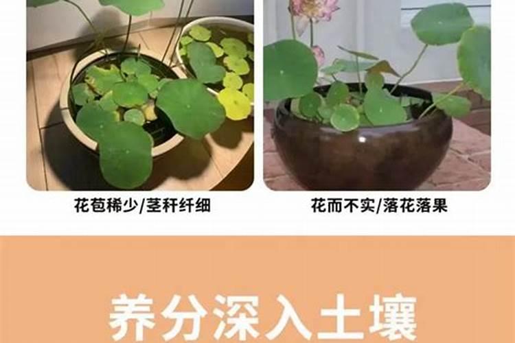 碗莲的水溶肥怎么用多少啊？