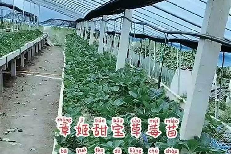 贵州高原可以种草莓吗？