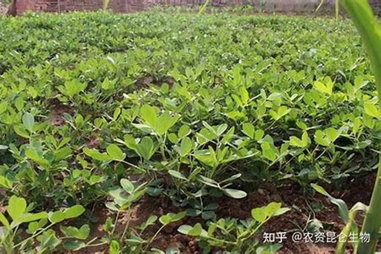 花生叶面肥自己怎么配 有什么方法