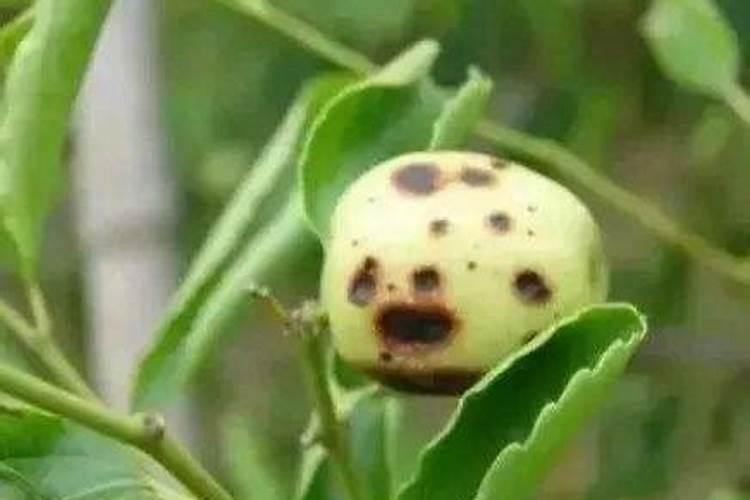 家用磷肥有哪些