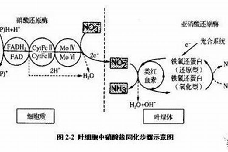 氮肥的吸收转化过程