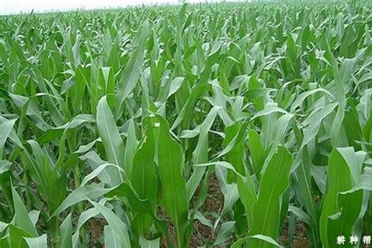玉米什么时候施肥好 追啥肥料好