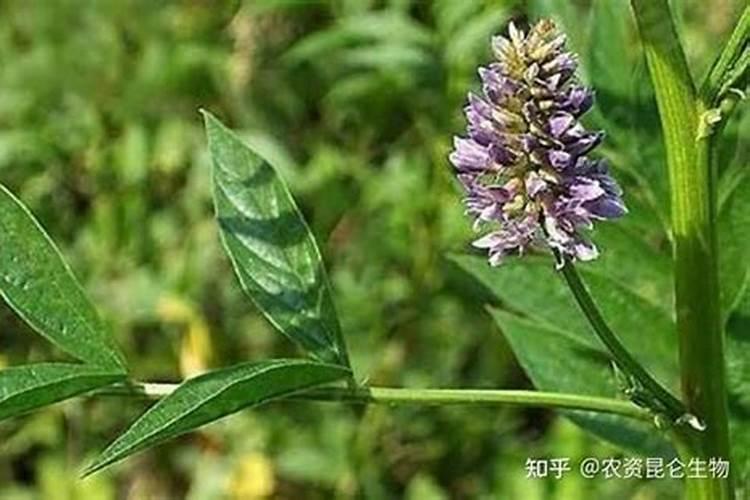 沙土地种植什么药材好