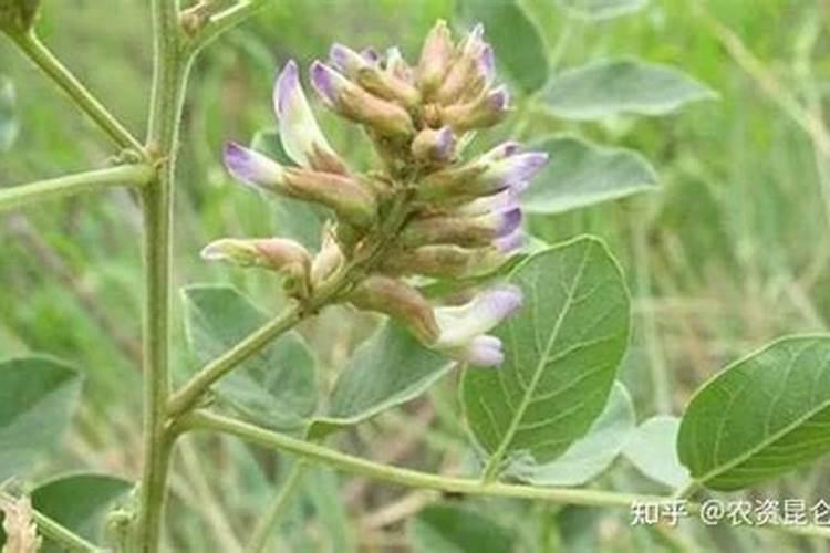 沙土地种植什么药材好