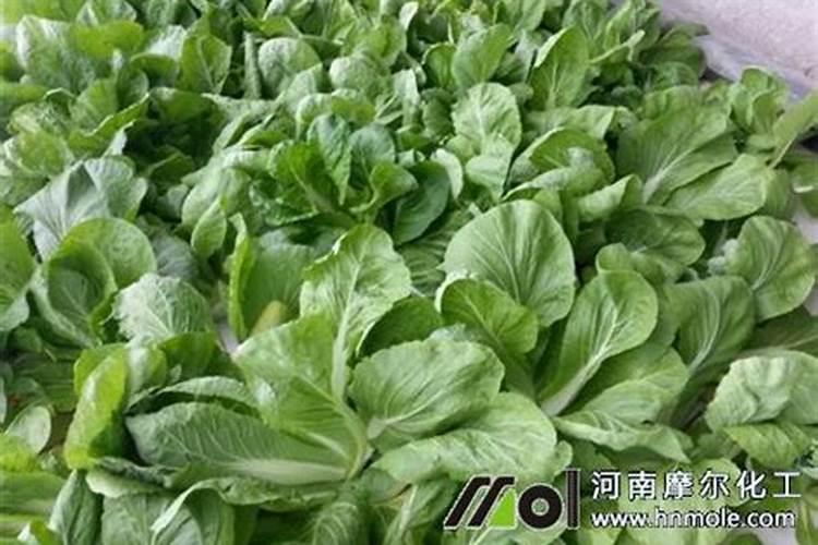 大白菜用什么肥料最好