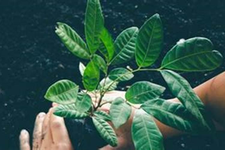 刚刚移栽的樱桃树可以使用叶面肥吗？怎样使用？