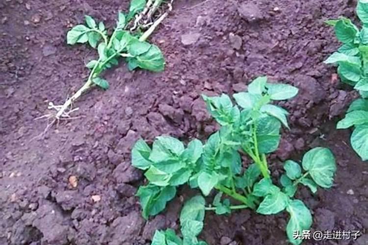 果树和瓜果作物开花坐果期三种肥料不能缺保花保果又增甜