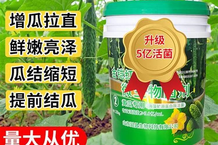 黄瓜秧细冲什么肥变粗