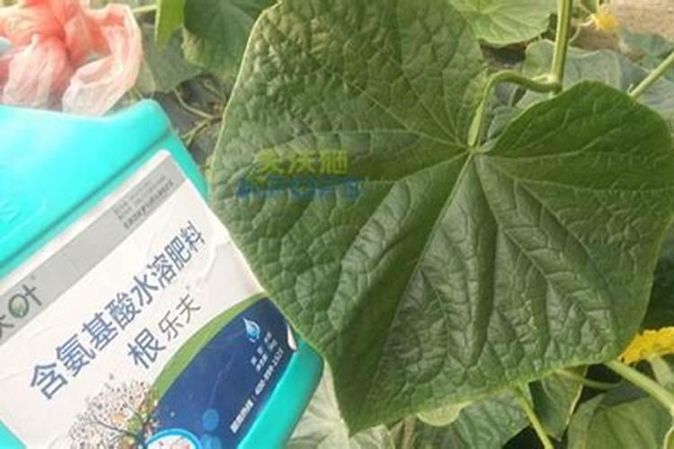 黄瓜用什么肥才能使产量高