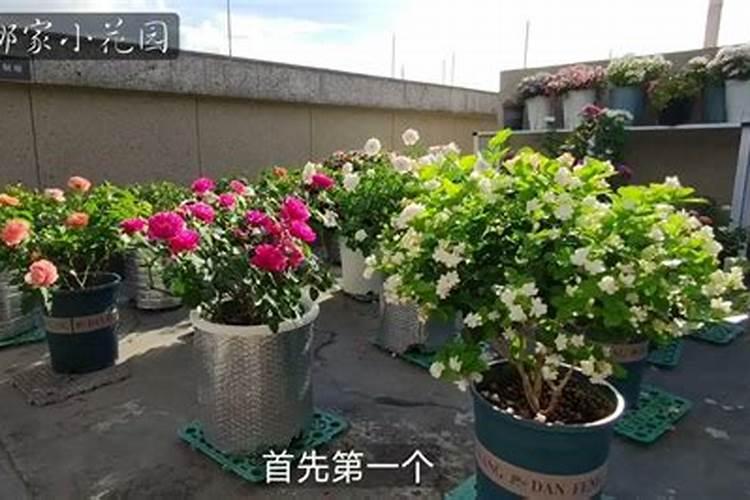 为什么给月季施叶面肥