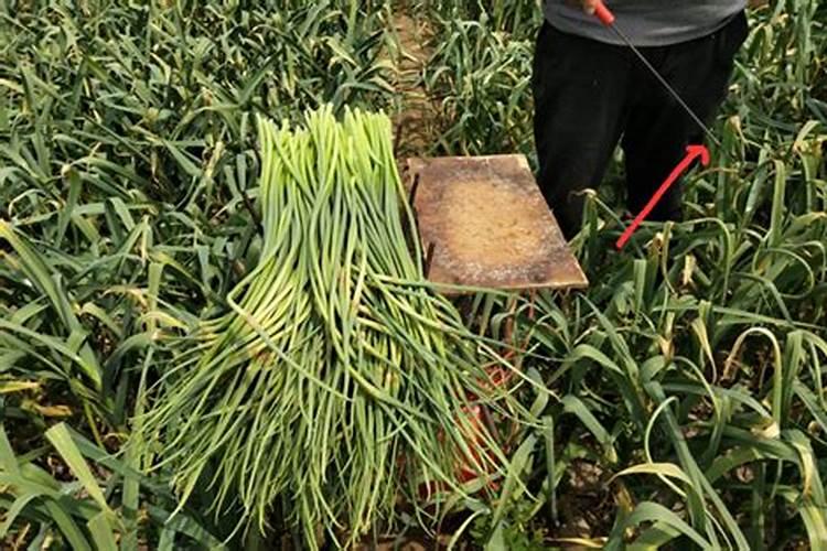 红蒜种植施肥很关键,红蒜种植该怎么施肥？
