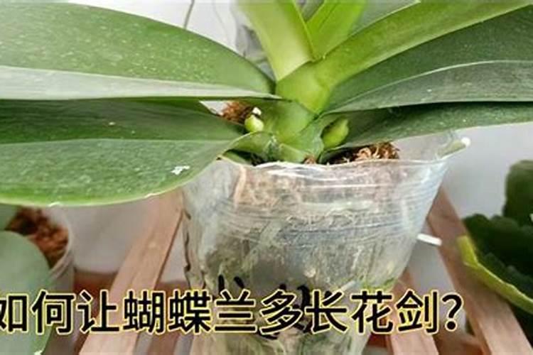 蝴蝶兰长花剑怎么施肥