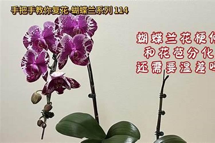 蝴蝶兰出花剑后怎样施肥