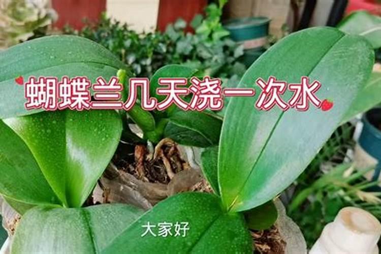 蝴蝶兰长花剑怎么施肥