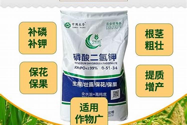 粉蕉种植管理技术