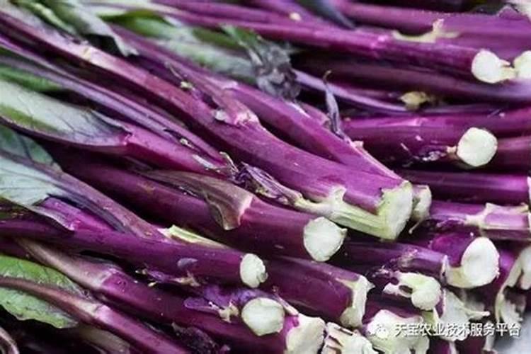 紫菜苔冻了怎么补救