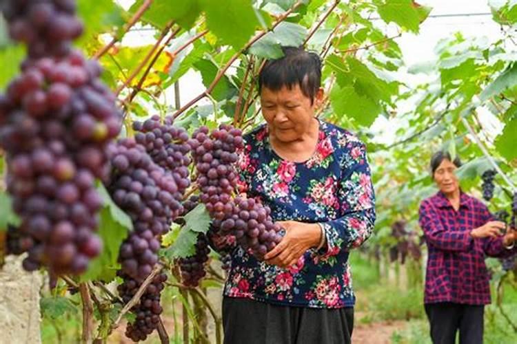 百香果结果后怎么施肥能变甜？百香果专用增甜叶面肥哪种好