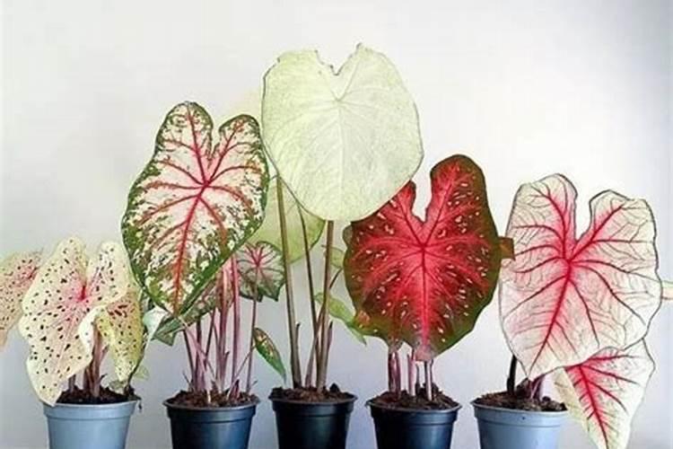 五彩芋(彩叶芋)什么时候开花