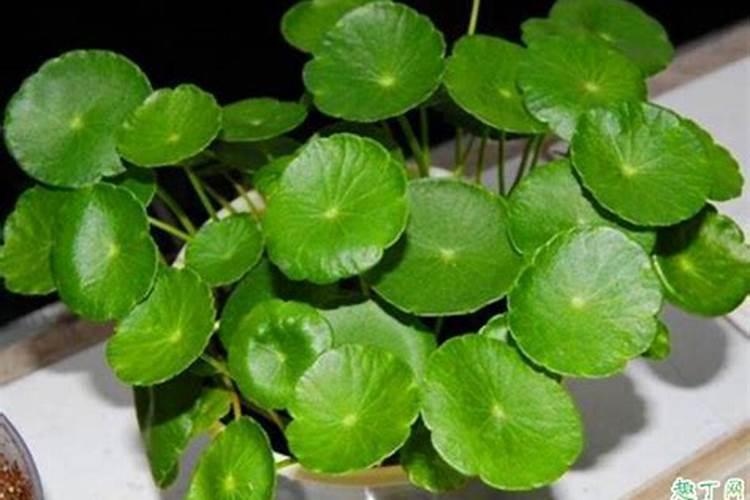 复合肥施肥后立即浇水吗