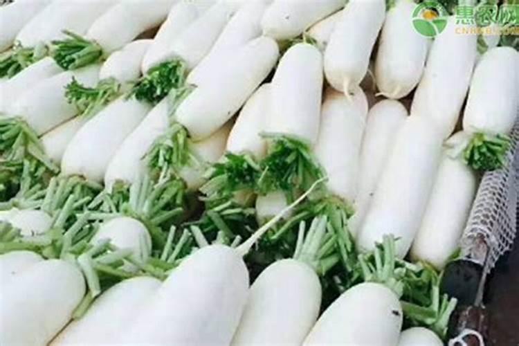无公害蔬菜萝卜的施肥技巧 萝卜怎么养殖