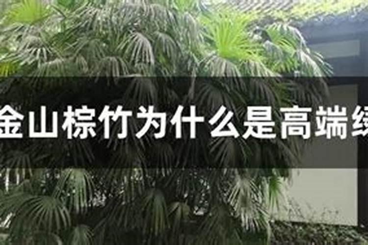 棕竹和罗汉松一起养吗？