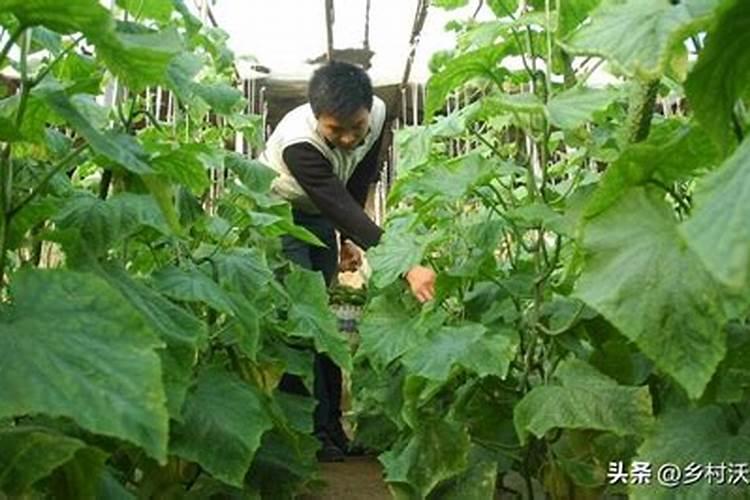 氮磷钾的肥料有哪些