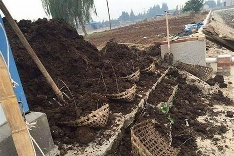 沙土地种玉米用什么肥料好