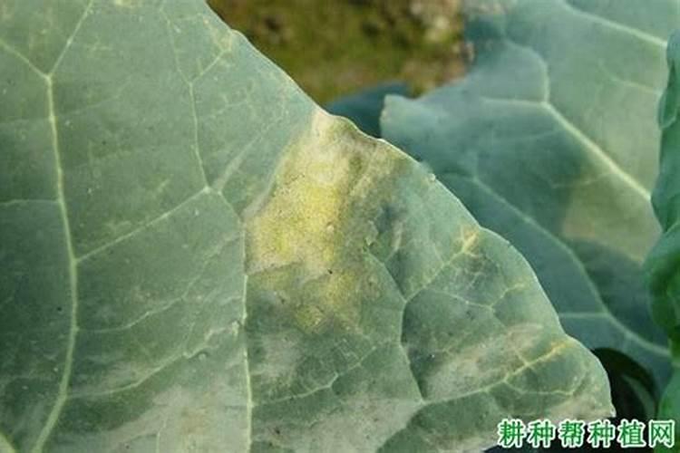 西瓜蔓枯病,霜霉病啥药治疗效果好