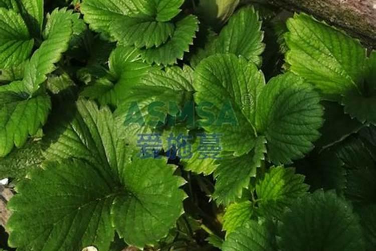 水溶肥是什么肥料,水溶肥料怎么使用效果更好