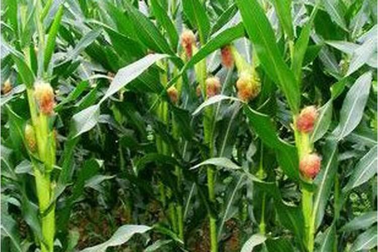 黄土种植玉米容易缺那种微量元素