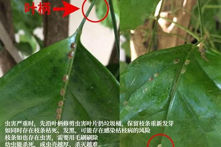什么花适合做蛋糕肥料？