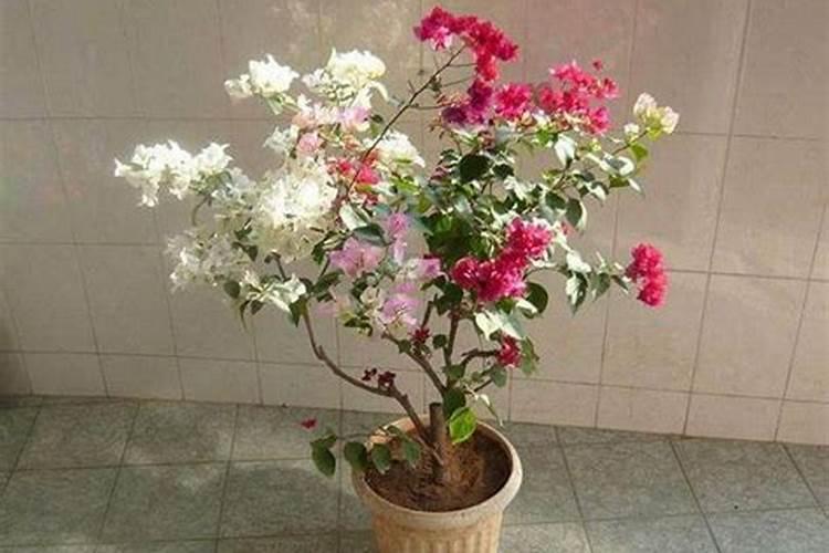 我家里养了3颗木本的花平安树幸福树和一棵三角梅不知道好不好？