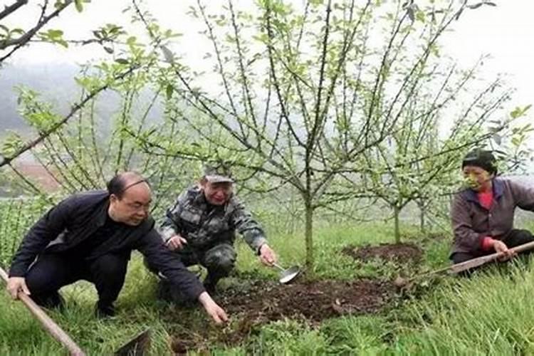 芒果树用什么肥料最好