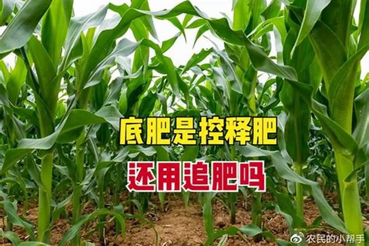 促进开花施什么肥料(果树促花用什么叶面肥好)
