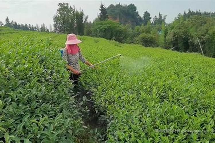 白茶剪头后多久打药合适