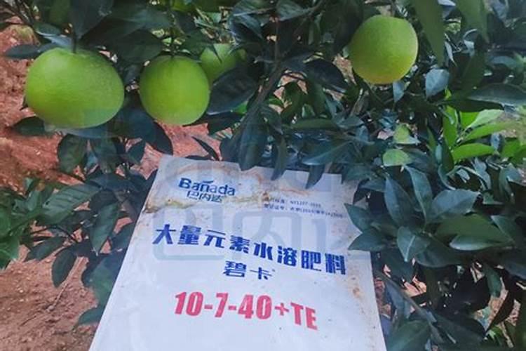 桃树什么时候施肥