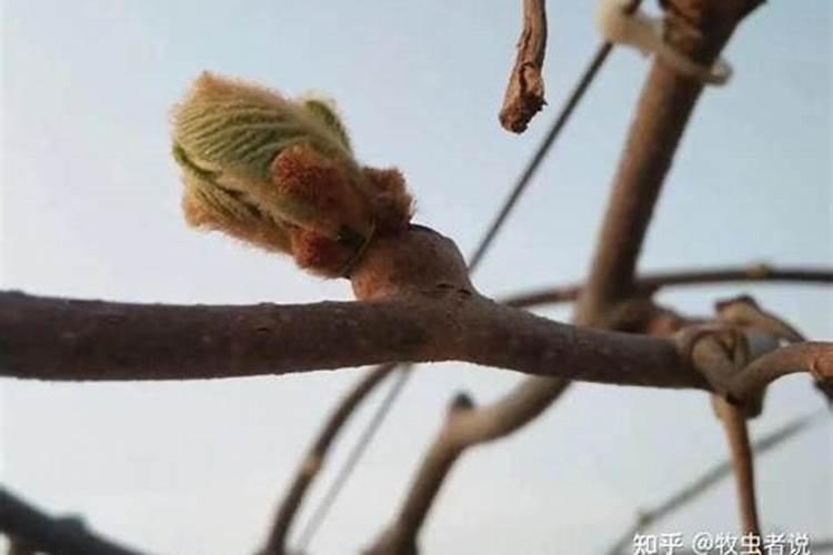 果树萌芽期肥料管理