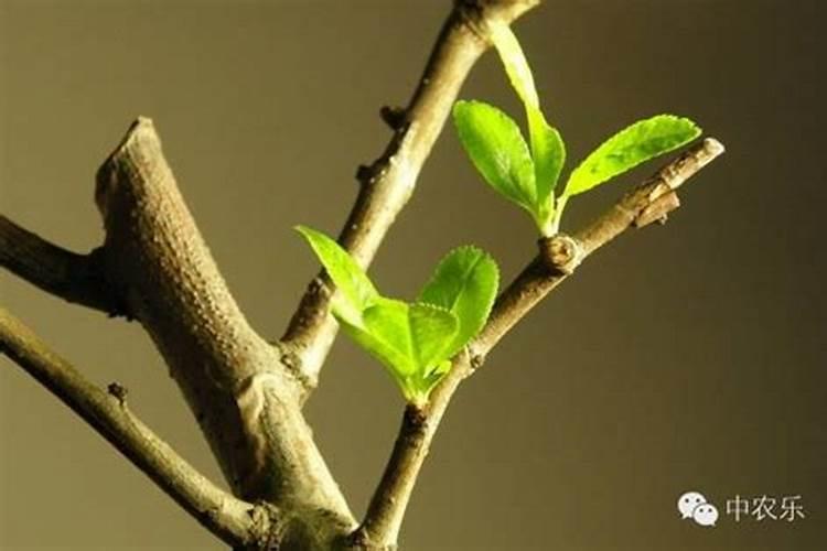 果树什么时候施肥最好